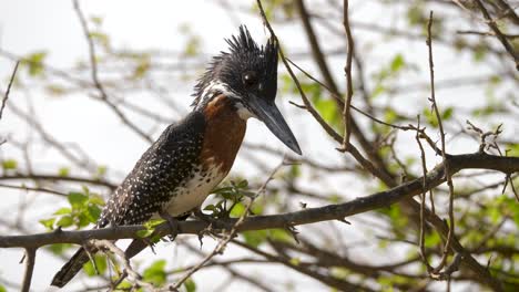 giant-kingfisher-sitting-on-a-branch-in-a-wildlife-park-in-South-Africa