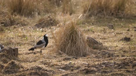 a-blacksmiths-lapwing-sits-on-the-ground-among-the-tall-grasses-of-the-savannah-and-extends-its-wing