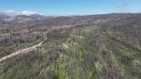 Aerial-footage-of-a-forest-after-a-wildfire