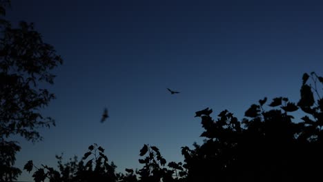 Silhouette-Von-Fledermäusen,-Die-Nachts-über-Bäumen-Fliegen
