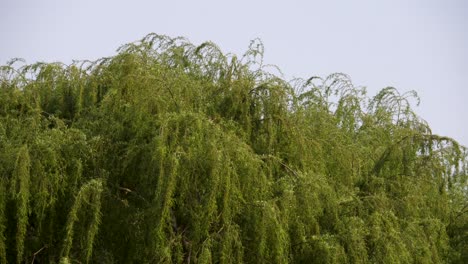 Canopy-of-weeping-willow-tree-with-drooping-branches-blowing-in-wind