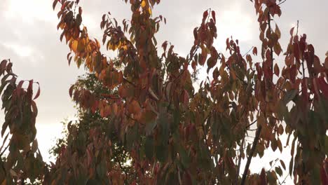 Kirschbaumblätter-In-Herbstfarben.-Nahaufnahme