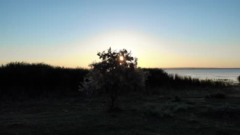 Baumsilhouette-Zeigte-Helles-Sonnenlicht-Während-Des-Sonnenaufgangs
