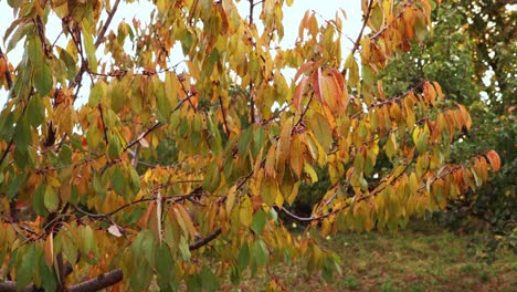 Cherry-Tree-With-Yellow-Autumnal-Leaves-During-Fall-Season