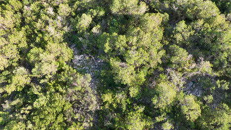 Top-down-aerial-footage-of-forest-on-the-hillside-leading-to-the-sea