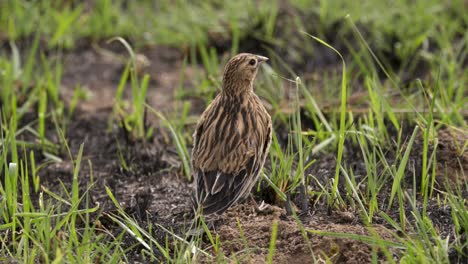 a-female-long-tailed-widow-bird-sitting-on-the-ground-in-an-african-savannah