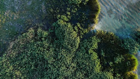Drone-Ascendiendo-Sobre-Una-Exuberante-Vegetación-En-El-Lago-Verde
