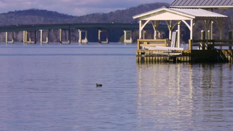 A-duck-floating-on-a-lake-with-a-deck-and-bridge