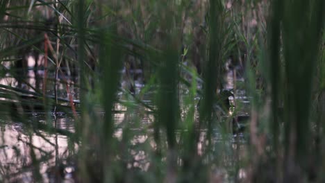 Ducks-Amongst-Grass-Reeds-In-A-Pond
