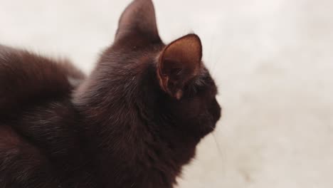 Porträt-Einer-Pelzigen-Schwarzen-Hauskatze