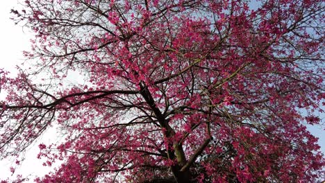 Beautiful-Tree-Full-Of-Pink-Flowers-In-Lisbon,-Portugal---low-angle-shot