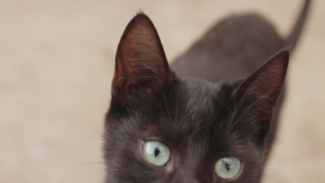 Eine-Schöne-Schwarze-Katze-Mit-Grünen-Augen-Geht-Auf-Die-Kamera-Zu-Und-Schaut