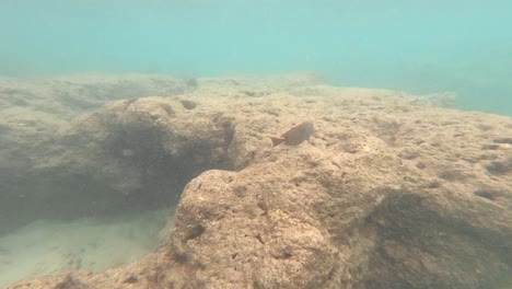 Tropical-Reef-Fish-In-Hanauma-Bay,-Oahu