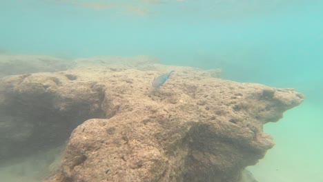 Bunte-Papageienfische-Ernähren-Sich-Von-Algen-In-Den-Tropischen-Riffen-Der-Bucht-Von-Hanauma,-Hawaii