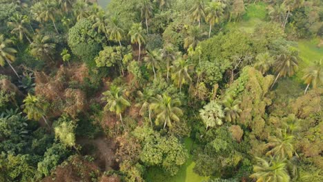 Drone-or-aerial-view-short-of-deep-green-jungle