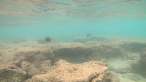 Snorkeling-Con-Peces-Tropicales-En-La-Bahía-De-Hanauma,-Oahu
