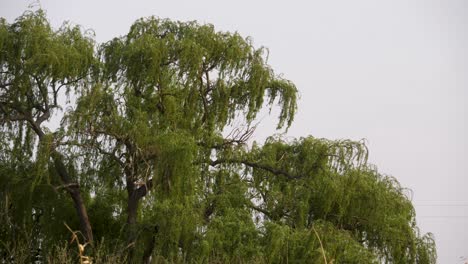 close-up-shot-of-the-top-of-a-beautiful-weeping-willow-in-the-wind-with-its-graceful-branches