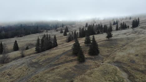 Fir-Trees-On-The-Misty-Mountains-Near-Countryside