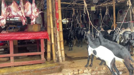 Butcher-cutting-meat-next-to-tied-up-goats-in-barn,-animal-cruelty