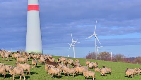 Natural-Harmony:-Sheep-and-Wind-Farm-Coexist-on-Beautiful-Field-in-Brilon,-Sauerland,-North-Rhine-Westphalia