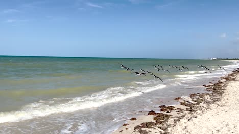 shot-of-birds-looking-for-food-on-the-beach-in-yucatan-mexico
