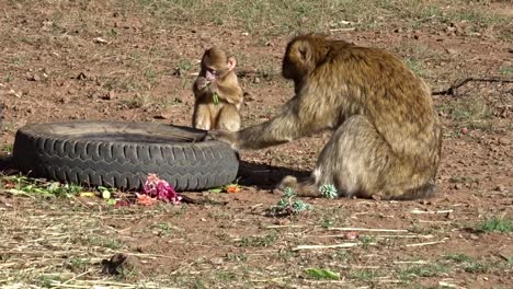 Barbary-macaque-baby-with-his-mother-looking-for-food-in-the-garbage
