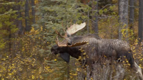 Big-moose-with-huge-horns-walking-down-the-side-of-the-road-into-the-forest-to-eat-in-a-Canadian-national-park,-Rocky-Mountains