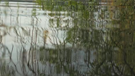 Trees-and-green-nature-reflected-in-rippling-lake-water-in-countryside