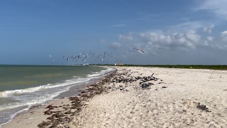slow-motion-shot-of-seagulls-flying-over-the-beach-in-search-of-food-in-yucatan