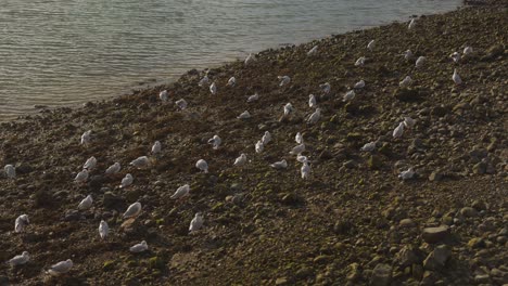 Seagulls-resting-on-a-brown-river-bank-next-to-a-quiet-river