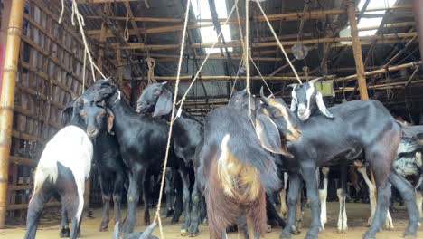 Black Bengal Goat Herd following white g, Stock Video