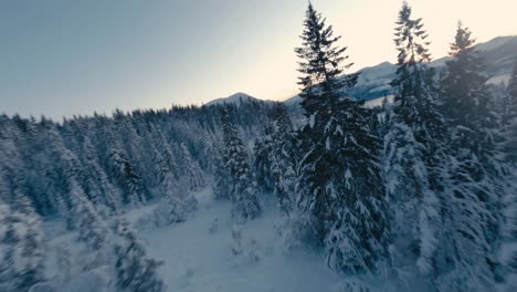 Luftflug-Zwischen-Schneebedeckten-Nadelbäumen-Während-Des-Eisigen-Wintertages-In-Norwegen---Fpv-Dynamische-Drohnenaufnahme