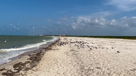 slow-motion-shot-of-flock-of-seagulls-on-the-beach-in-yucatan-mexico