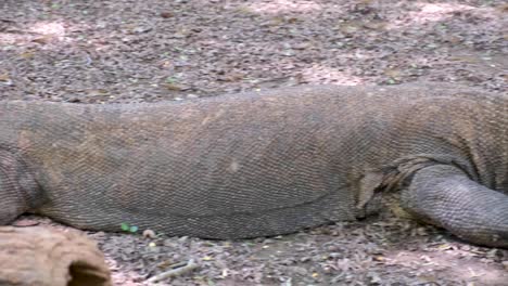 Wild-Komodo-Dragon,-pan-from-tip-of-tail-to-head,-close-up-of-resting-reptile-on-Komodo-Island-in-Flores,-Indonesia