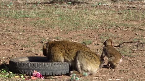 Macaco-De-Berbería-Con-Su-Bebé-Buscando-Alimento-En-Un-Neumático-Viejo