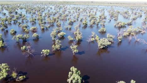 Luftbild-Drohne-Landschaft-Buschland-Überschwemmung-Fluss-See-Outback-Naturkatastrophe-Südaustralien-Adelaide-Mildura-Reisen-Tourismus-Umwelt-Victoria-Australien-4k