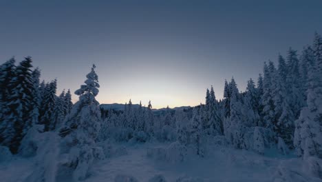 Aerial-uphill-flight-between-snow-covered-fir-trees-growing-on-mountain-during-sunrise-in-Norway---Fpv-Flight
