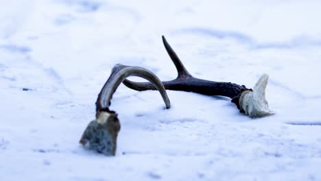 Closeup-video-of-deer-antlers-lying-on-a-snow-cold-surface