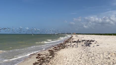 slow-motion-shot-of-seagulls-taking-off-on-the-beach-in-search-of-food-in-yucatan