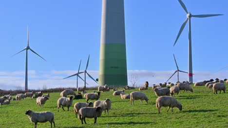 La-Energía-Renovable-Se-Encuentra-Con-El-Paisaje-Rural:-Ovejas-Pastando-Frente-A-Turbinas-Eólicas-En-Brilon,-Sauerland,-Renania-Del-Norte-westfalia