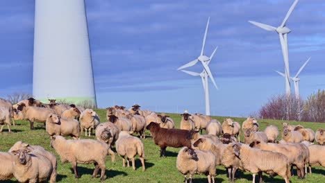 Nachhaltige-Landwirtschaft-Und-Erneuerbare-Energien-Koexistieren:-Schafe-Grasen-Auf-Feld-Mit-Windparkturbinen-In-Brilon,-Nrw