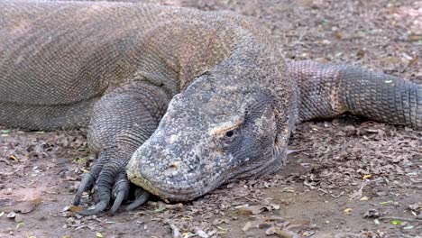 Big-Komodo-Dragon-resting,-conserving-energy-and-closing-its-eyes-on-Komodo-Island,-Komodo-National-Park,-Flores-in-Indonesia