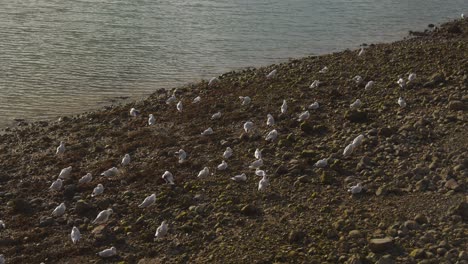 High-angle-shot-over-large-colony-of-seagulls-gathered-on-a-rocky-beach-just-before-sunset