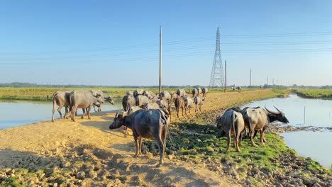 Buffalo-herd-walking-along-a-rural-path-in-Summer