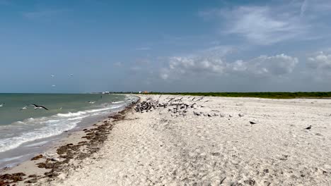 shot-of-birds-looking-for-food-on-the-seashore-in-yucatan