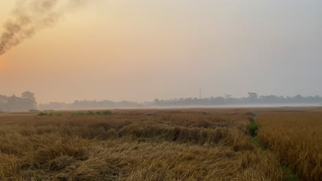 Establisher-shot-of-vast-paddy-farmland-field,-pan-reveal-polluting-Gas-Plant