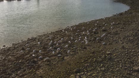 Flock-Of-Seagull-Resting-On-The-Rocky-Shore-Of-Beach