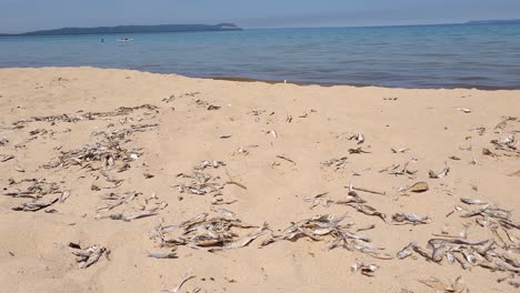 Endless-number-of-dead-fish-on-sandy-beach-of-Lake-Michigan,-pan-left-view