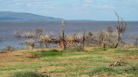 Group-of-female-Impalas-leaded-by-horned-male-in-front-of-Lake-Manyara,-static