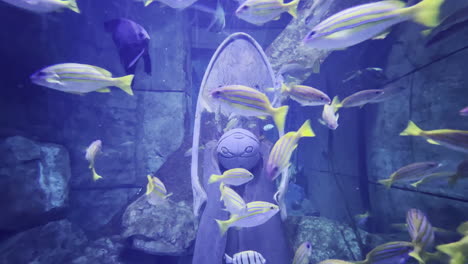 Exotic-fish-in-Dubai-Lost-Chambers-Aquarium-swimming-between-old-artefacts